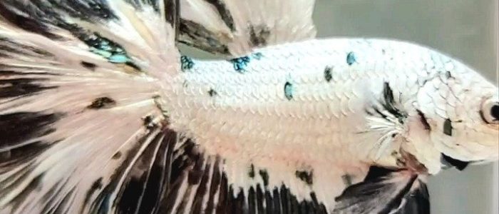 Panda Trusan Betta: Keindahan Ikan Hiasan Eksotik dalam Gambar Menarik